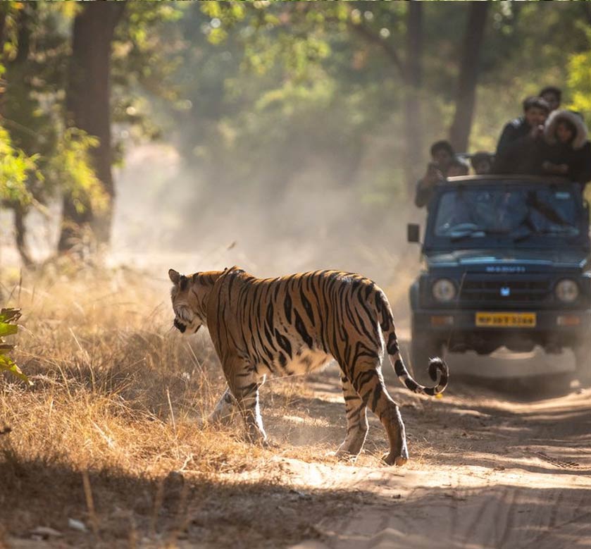 Bandhavgarh National Park Safari