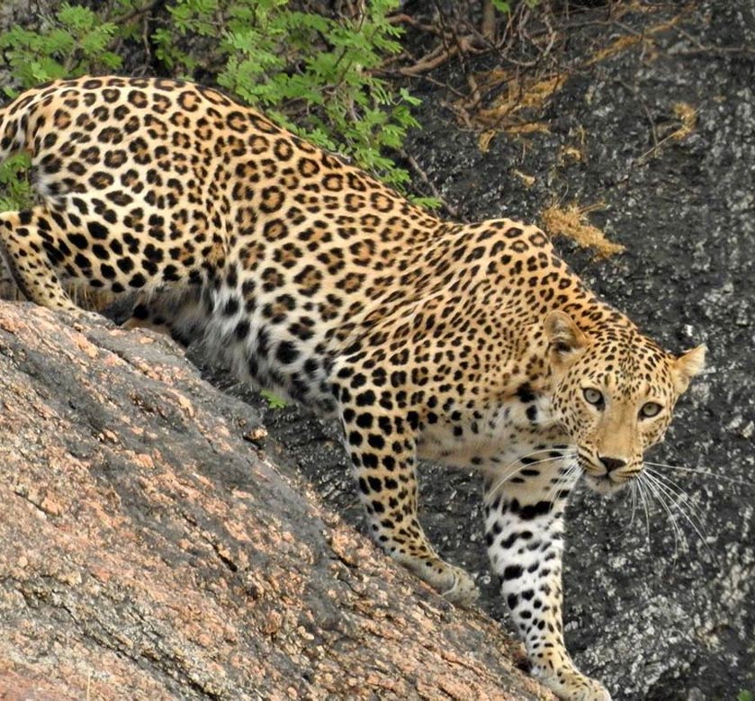 Jawai Leopard Safari