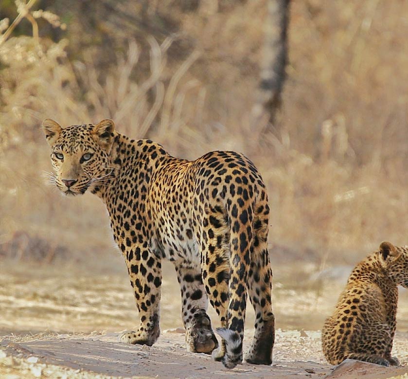 Jhalana Leopard Safari Park