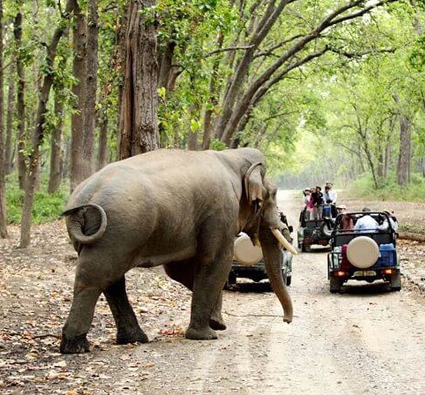 Jim Corbett National Park Safari