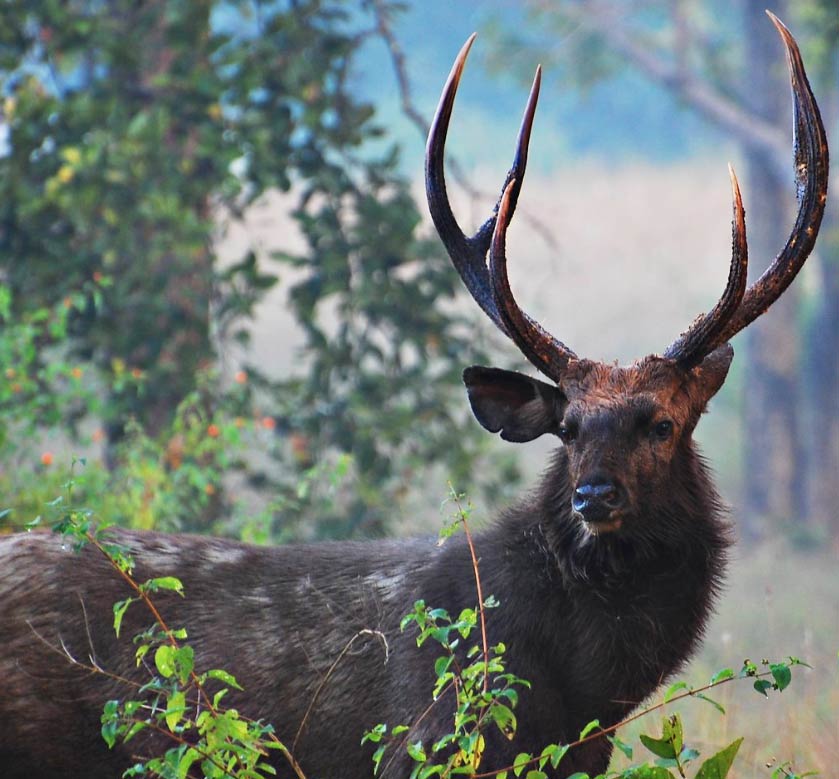 Kanha National Park Safari