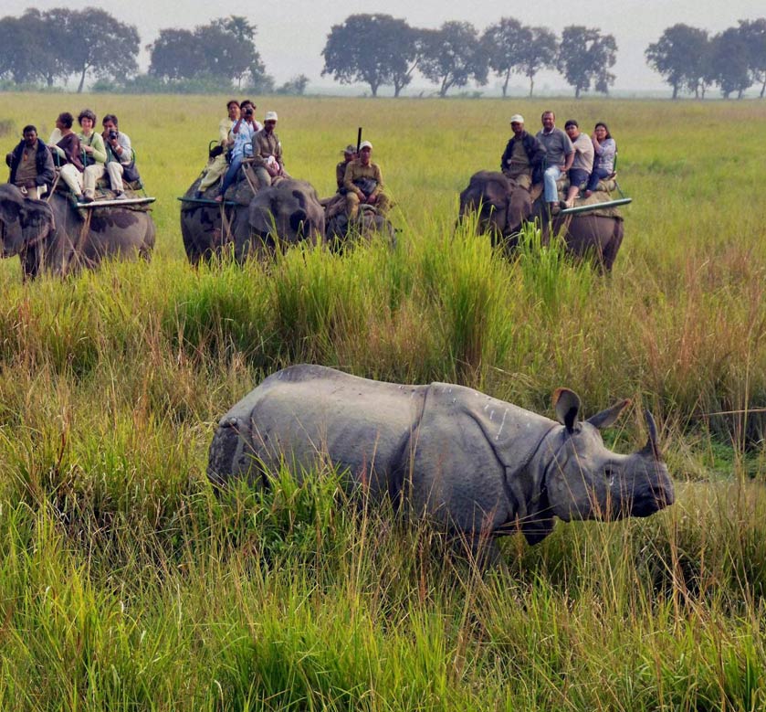 Kaziranga National Park Safari