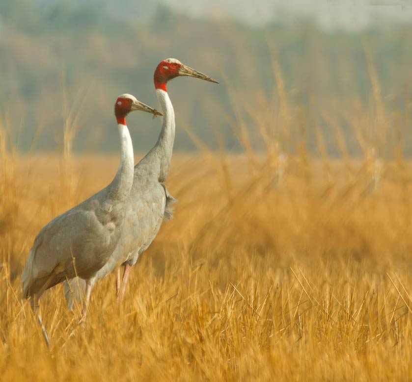 Keoladeo Ghana National Park Safari
