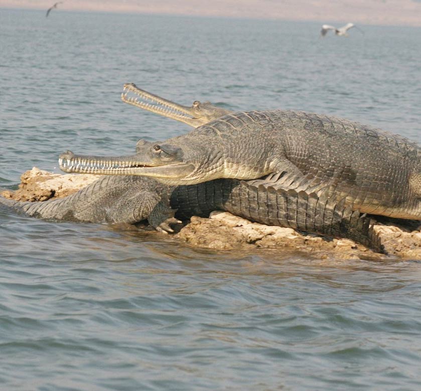 National Chambal Gharial Sanctuary
