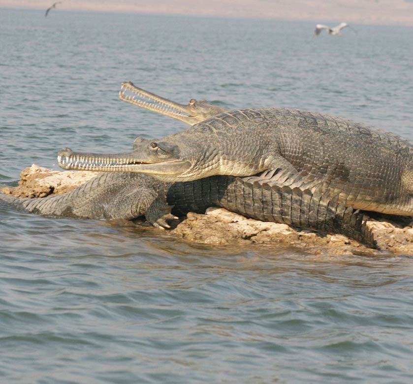 National Chambal Gharial Sanctuary
