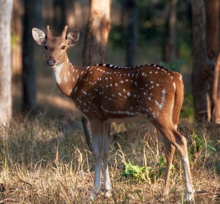 Panna National Park Safari