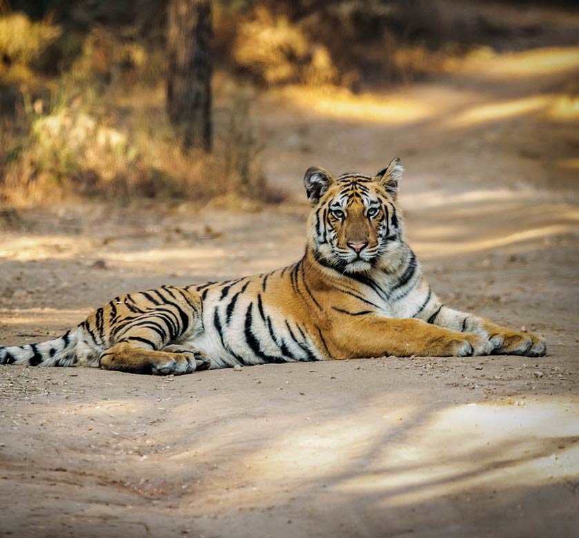 Pench National Park Safari