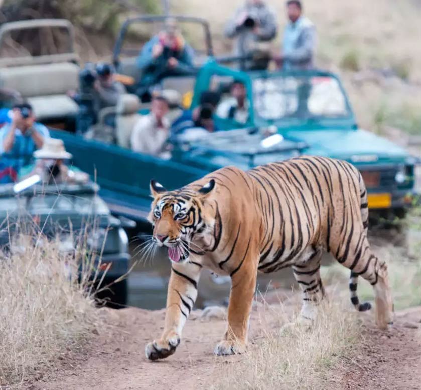 Ranthambore National Park Safari