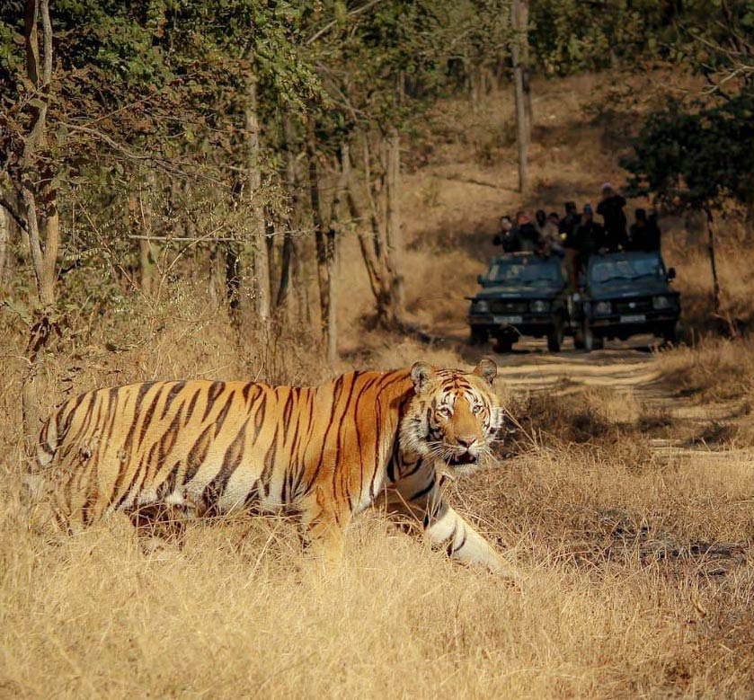 Sanjay Dubri National Park Safari