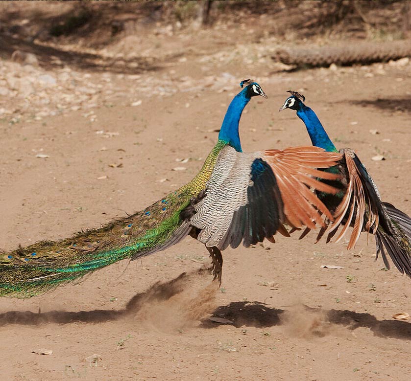 Sariska National Park Safari