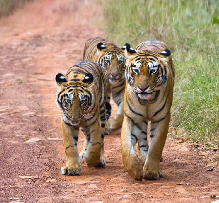 Tadoba Andhari National Park Safari