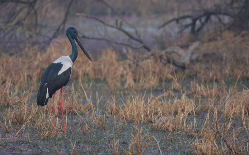 Important Birds and Biodiversity Areas in India