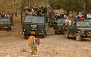 Premium Safaris, Full day & Half day safari system in Ranthambhore!