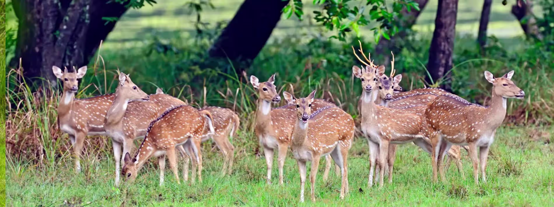 Best National Parks & <br/>Wildlife Safaris <br/> to Experience in India