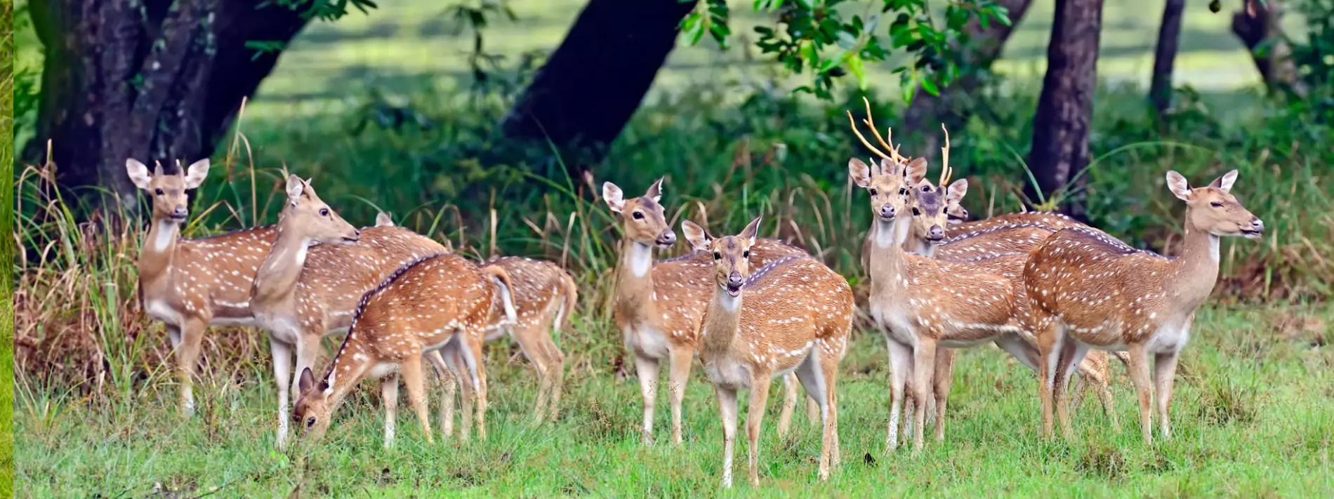 Best National Parks & <br/>Wildlife Safaris <br/> to Experience in India