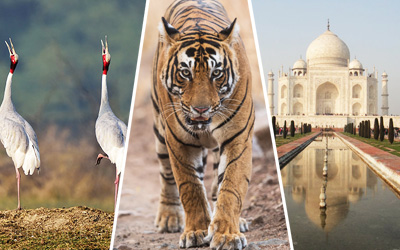 Birds Watching & Tigers Tour with Taj