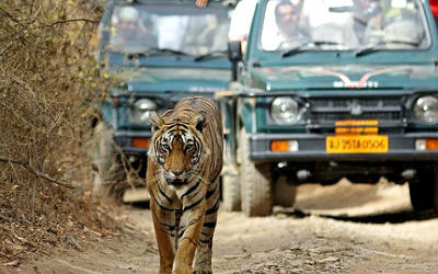 Half Day Safari at Ranthambore