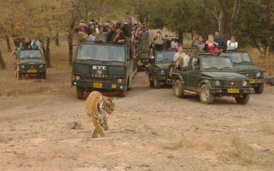 Ranthambore Safari Package