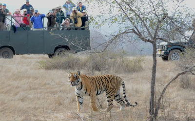 Ranthambore Full Day Zone Free Safari