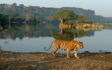 Best Tiger Safari Parks!