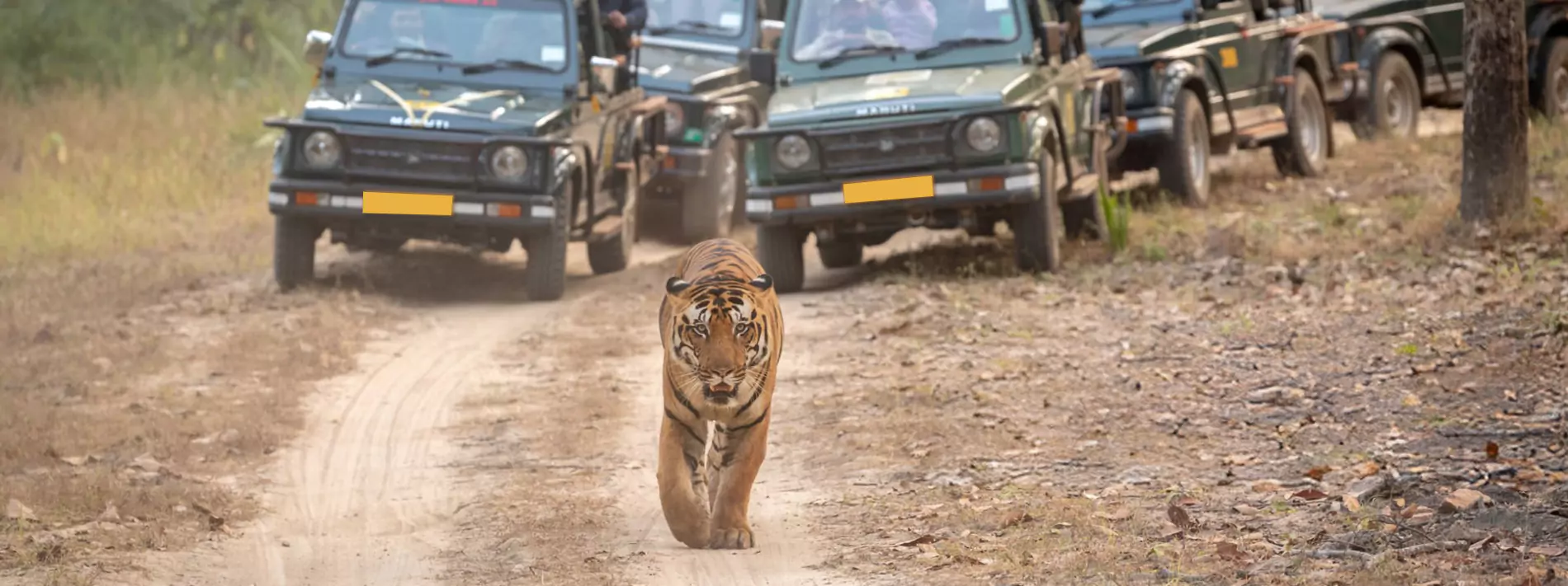 Best Indian Safari <br/>Packages 2023/24