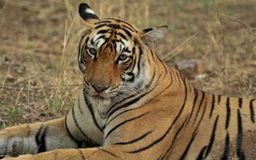 How to plan for Ranthambore!