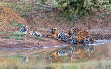 Tadoba National Park! Going high in Sightings