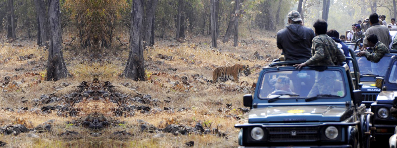 Best Indian Safari <br/>Packages 2023/24