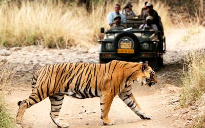 Jaipur Ranthambore Day Trip