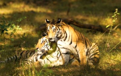 North & Central India Tiger Tour