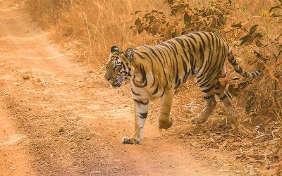 Wildlife Tour of Central India