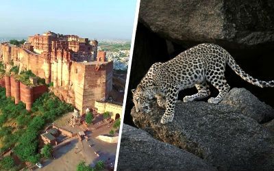 Rajasthan Culture & Wildlife Safari Tour