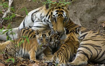 Birth of Tiger Cubs in Bandhavgarh