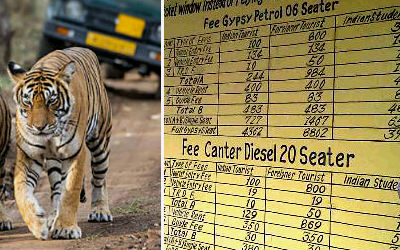 Ranthambore Safari Price 2024-2025