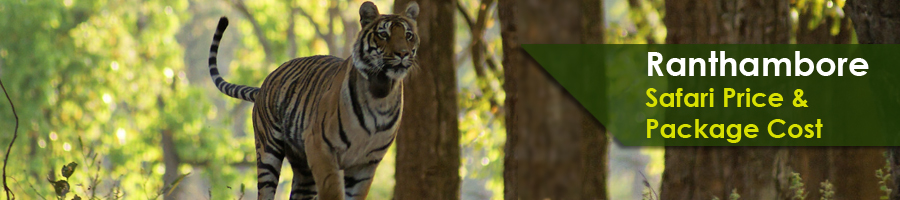 Ranthambore Safari Price and Package Cost