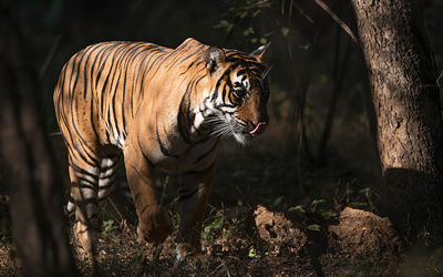 One Night Ranthambore Tour with Drop at Agra