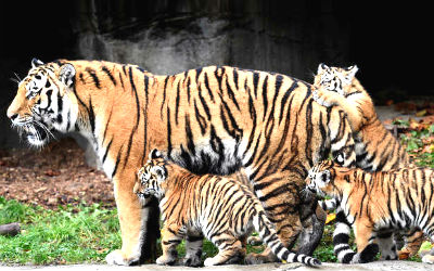 Good News for Sariska Tiger Project