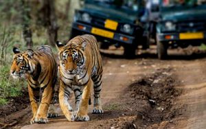 Best Tiger Safari Tour of India