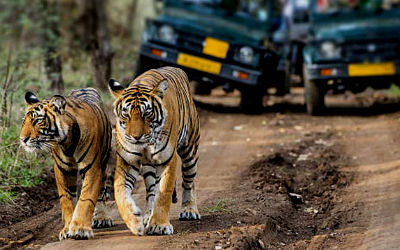 Best Tiger Safari Tour of India