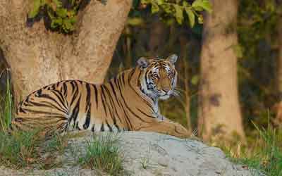 Uttar Pradesh Wildlife Tour