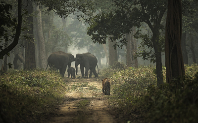 Dudhwa Kishanpur Wildlife Tour