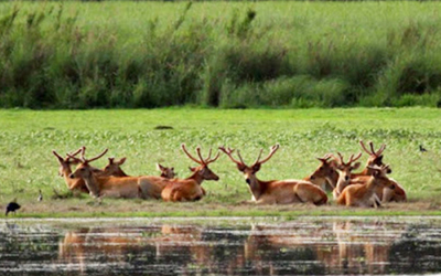 Katarniaghat Wildlife Sanctuary Tour