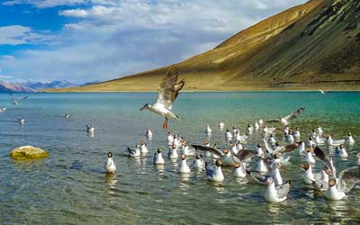 Ladakh Birding Tour