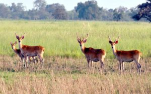 Shuklaphanta National Park Tour