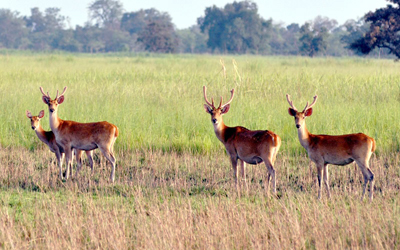 Shuklaphanta National Park Tour