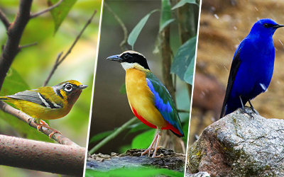 Sikkim Bird Watching Tour