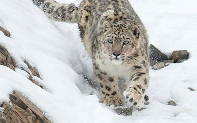 Snow Leopard Safari