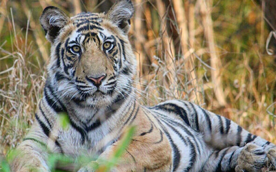 Bandhavgarh Safari Cost, Timing, Zones, Booking Info