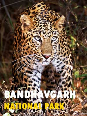 Bandhavgarh Safari Booking