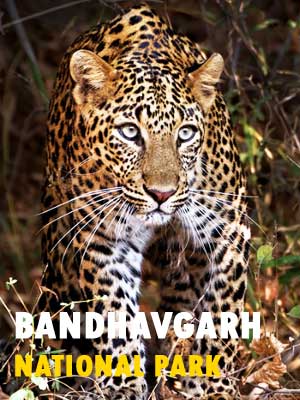 Bandhavgarh National Park Safari